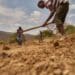 Farmers preparing a field for flooding. Photo: Loes van der Pluijm