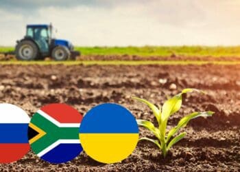 Black Sea grain deal: trouble lurks for SA consumers