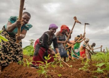 Index Insurance remains a pipeline dream in SA