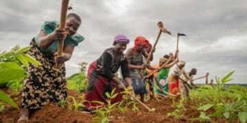 Index Insurance remains a pipeline dream in SA