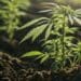 ICYMI: WC agri unveils action plan for cannabis