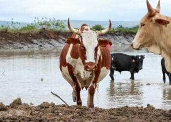 ICYMI: Feed prices, FMD thwart SA's livestock