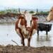 ICYMI: Feed prices, FMD thwart SA's livestock