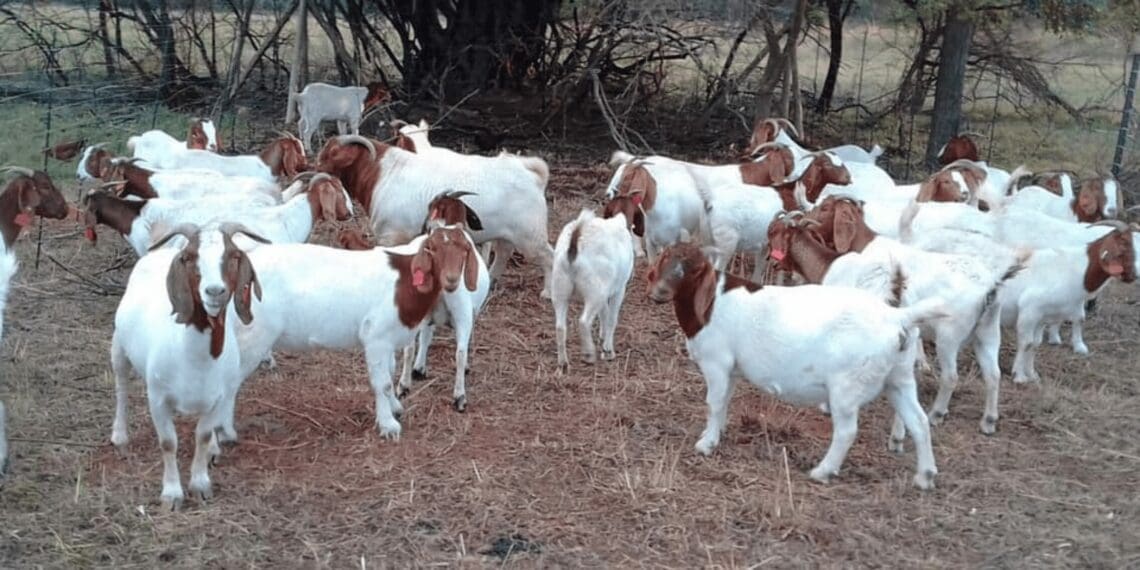 Ungakwazi ukuliqala phantsi ishishini leebhokhwe lakho elitsha ngoko nangoko ukuba uqwalasela ezi ngcebiso zisisiseko. Ifoto: Kubonelelwe ngayo