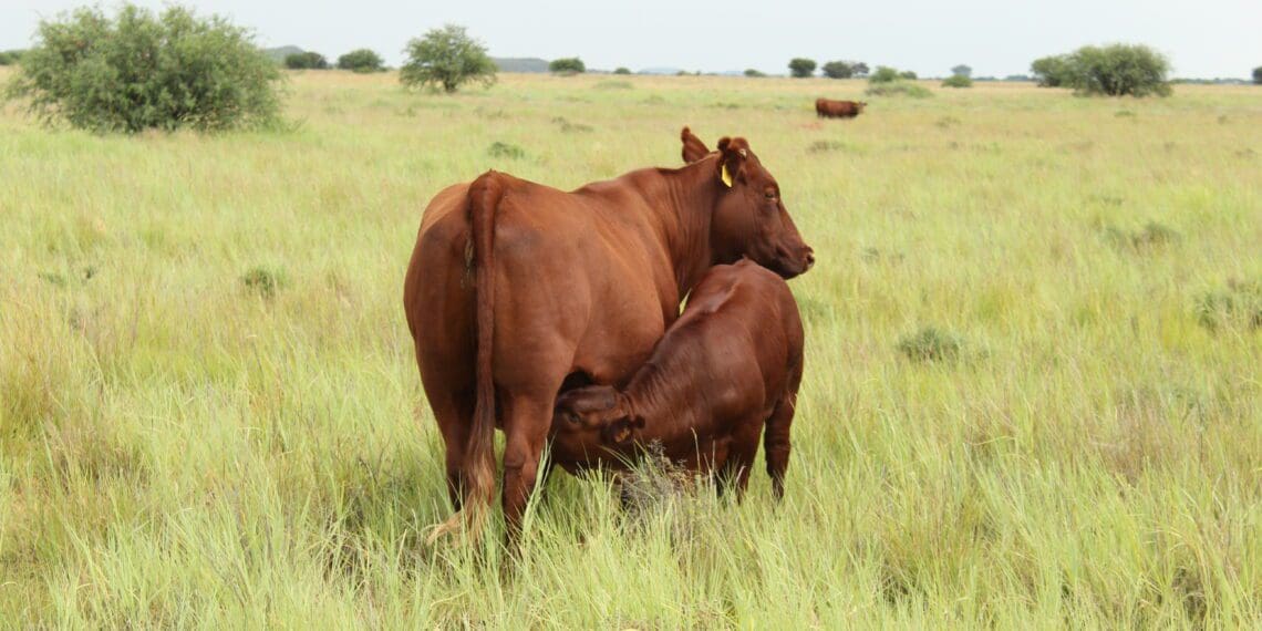 Farmers cultivating Bonsmara are urged to go the extra mile for enhanced herd quality. Photo: Supplied/Food For Mzansi