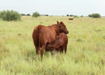 Farmers cultivating Bonsmara are urged to go the extra mile for enhanced herd quality. Photo: Supplied/Food For Mzansi