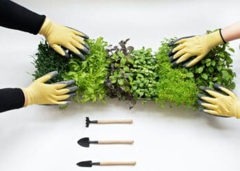 Seeds For Life gives urban farming a new lease