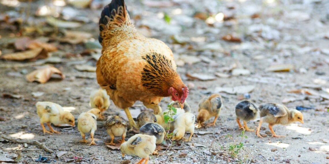 Chicken crisis as bird flu batters poultry producers
