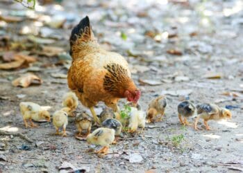 Chicken crisis as bird flu batters poultry producers