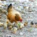 Chicken crisis as bird flu batters poultry producers