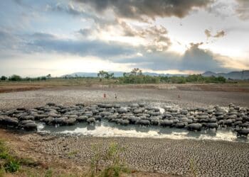 Climate change: SA's farmers are eager to adapt