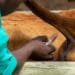 ICYMI: Vets and vet nurses reinstated to SA's critical skills list