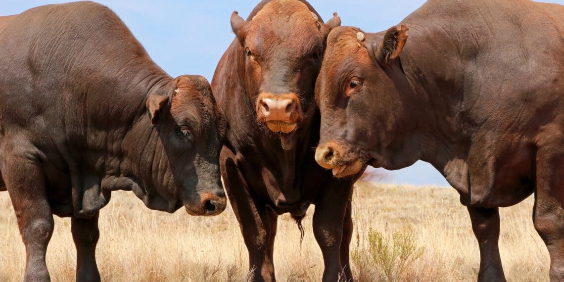 High fives as Saudi Arabia finally lifts ban on SA's red meat