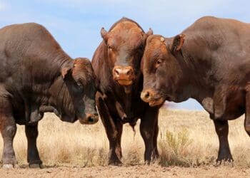 High fives as Saudi Arabia finally lifts ban on SA's red meat