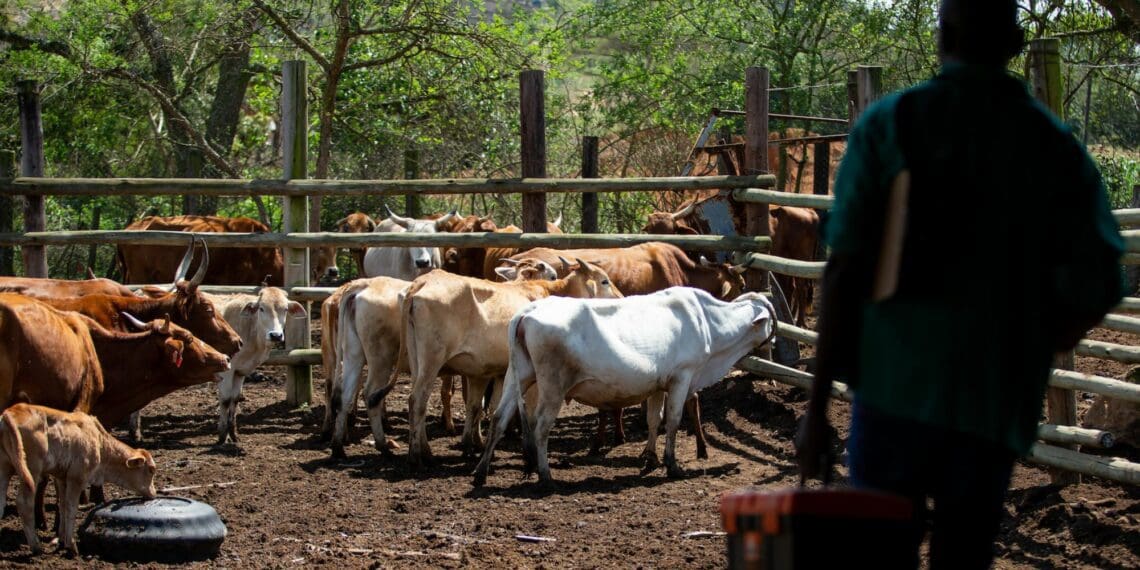 SAVC calls for veterinarians on critical skills list