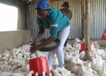 Consumers, poultry farmers paying the price