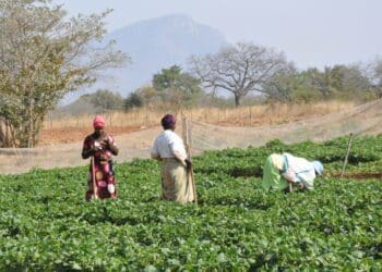 ICYMI: New radio frequency will keep farms safe