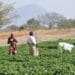 ICYMI: New radio frequency will keep farms safe