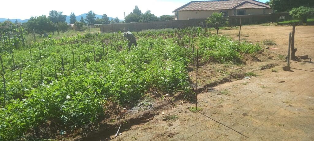 Morodi's half a hectare land in Glen Cowie, Limpopo.