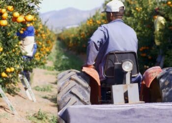 Citrus: EU not budging on FCM stance - Didiza