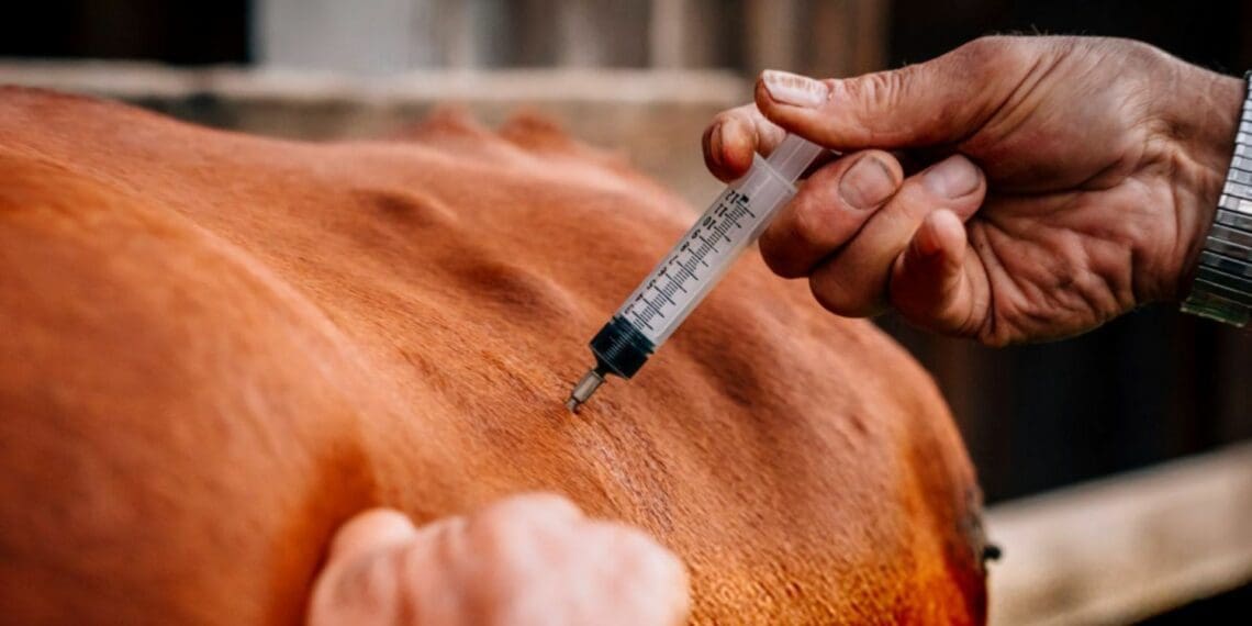 The Onderstepoort Biological Product (OBP) says it has manage to stabalise animal vaccine shortages. While some vaccines are still unavailable, these will be sorted by August. Photo: Supplied/Khuba Traders