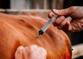 The Onderstepoort Biological Product (OBP) says it has manage to stabalise animal vaccine shortages. While some vaccines are still unavailable, these will be sorted by August. Photo: Supplied/Khuba Traders