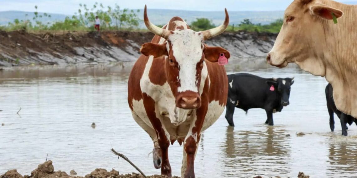 Cholera threat looms large for crops, livestock