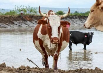 Cholera threat looms large for crops, livestock
