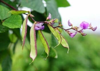 Climate change: Orphan bean full of potential