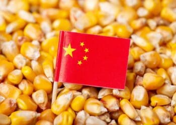 Maize to China: ‘Market-driven, not political’