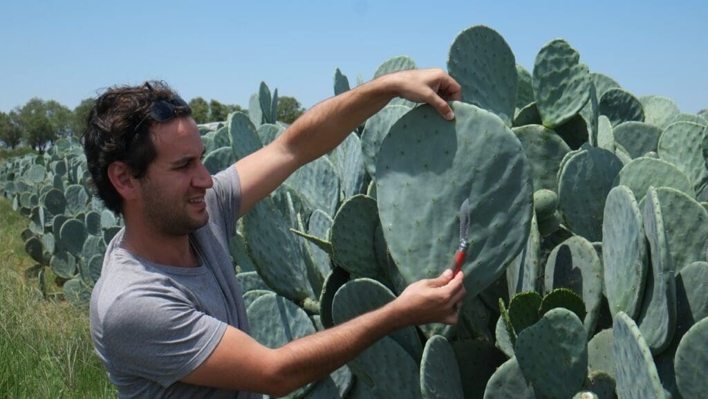Cactus farming holds energy solution for Mzansi