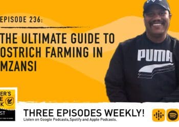 Podcast: A guide to ostrich farming in Mzansi