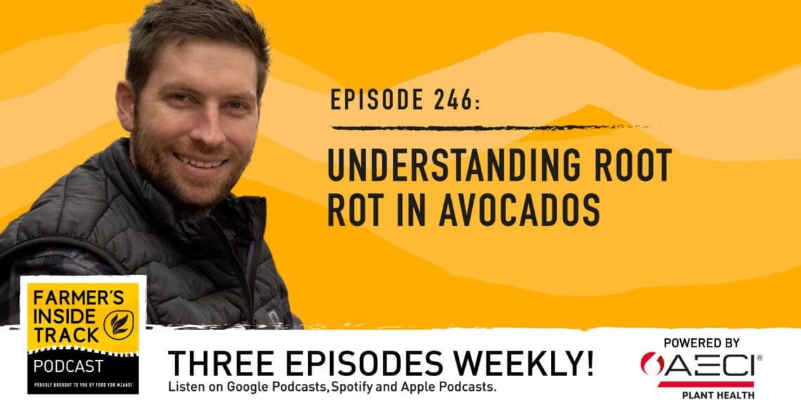 Podcast: How to handle root rot in avocados
