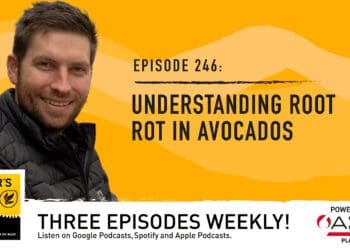 Podcast: How to handle root rot in avocados