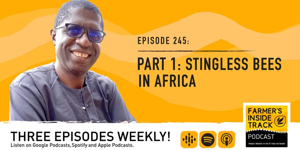 Podcast: The role of stingless bees in Africa