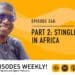 Podcast: Stingless bees offer lessons to learn
