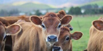 Guidelines for successful heifer rearing