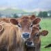 Guidelines for successful heifer rearing