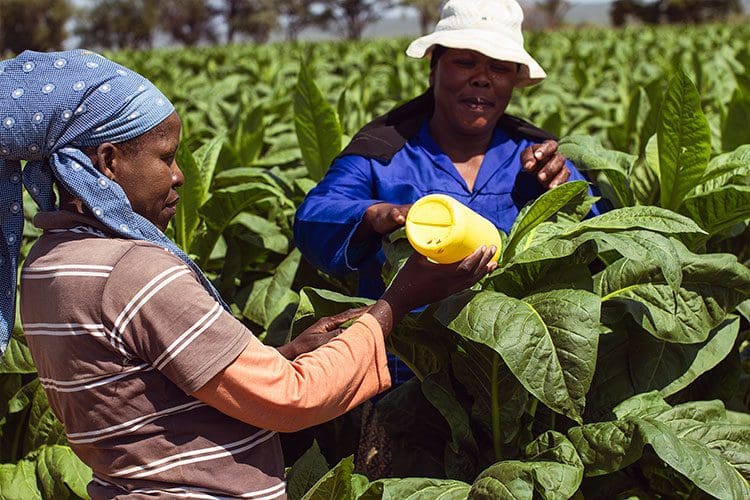 Black tobacco farmers abandon sinking ship