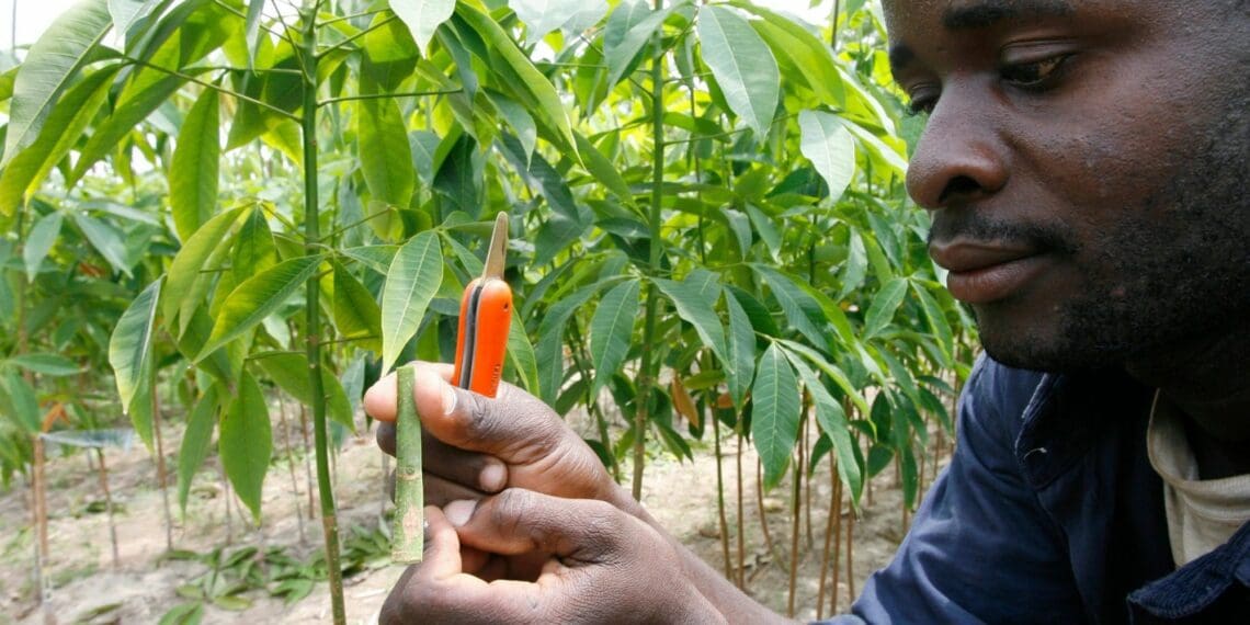 Africa’s agri research needs flexibility, alliances