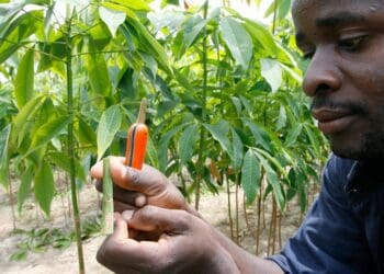 Africa’s agri research needs flexibility, alliances