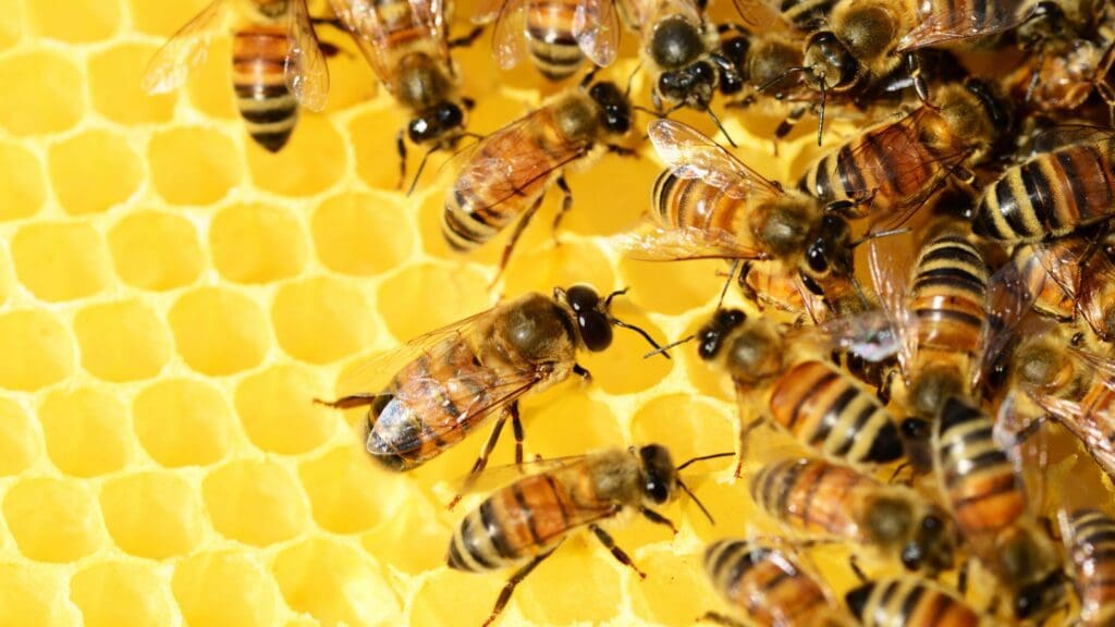 Bee Week: Time to get minds buzzin' about bees