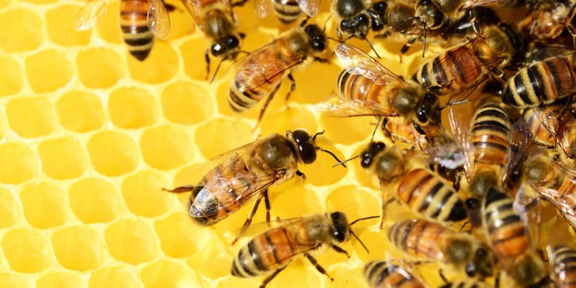 Bee Week: Time to get minds buzzin' about bees