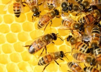 Bee Week: Time to get minds buzzin' about bees