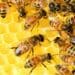Bee Week: Time to get minds buzzin' about bees