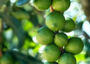 Macadamia farmers urged to keep the faith