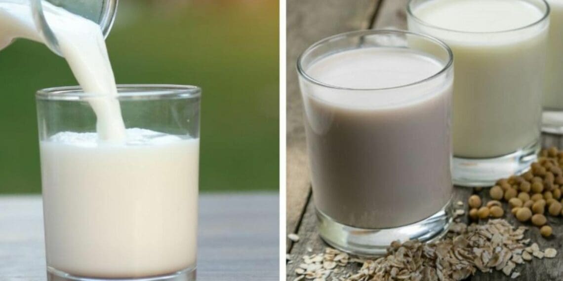 Slowly but solidly milk drinkers are moving away from dairy milk in favour of plant-based milk. Photo: Supplied/Health For Mzansi