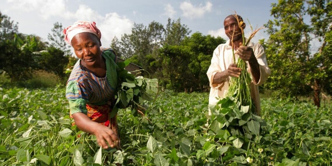Africa Day: ‘Let's invest in agricultural potential’