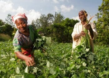 Africa Day: ‘Let's invest in agricultural potential’