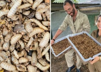 Duo unlock magical world of black soldier flies